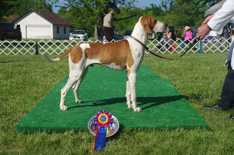 American Foxhound Champion